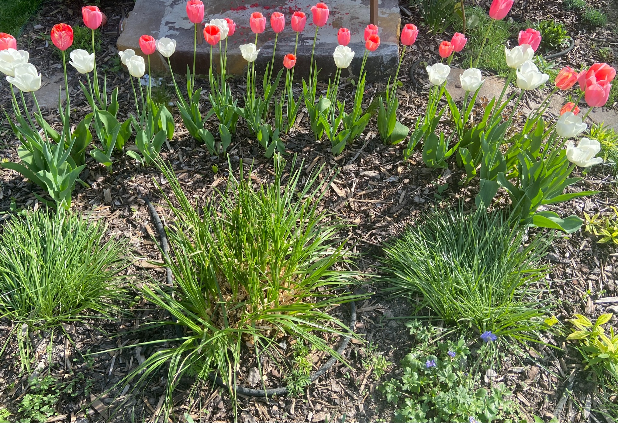 pampova trava v okrasnom zahone