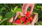 Instrucțiuni simple pentru cultivarea căpșunilor dulci chiar și pentru un începător