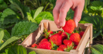 Instrucțiuni simple pentru cultivarea căpșunilor dulci chiar și pentru un începător