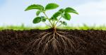 Trifender: protecția biologică a plantelor cu ajutorul ciupercii Trichoderma asperellum