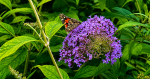 De ce nu înflorește buddleia? Cultivare, tăiere și sfaturi pentru o înflorire abundentă