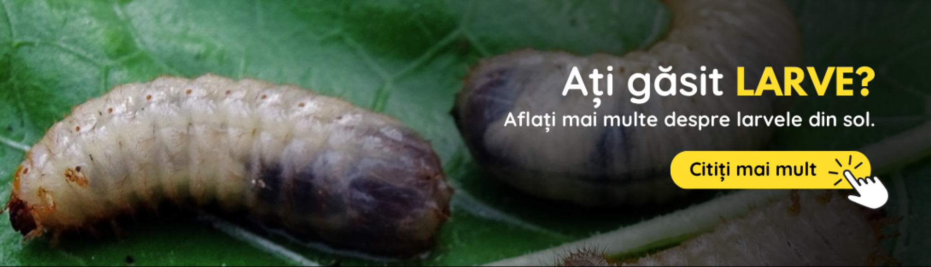 RO Pandravy (3,4,5,6,7,8,9,10)